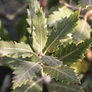 Quercus hispanica 'Fulhamensis' - Spanische Eiche