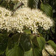 Cornus controversa 'Pagoda': Bild 1/4