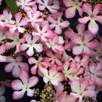 Viburnum plicatum 'Molly Schröder'