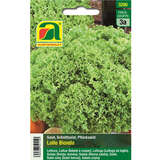 Schnittsalat "Lollo Bionda" - Schnittsalat "Lollo Bionda"