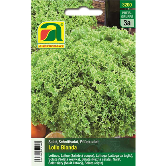 Schnittsalat "Lollo Bionda": Bild 1/5 Schnittsalat "Lollo Bionda": Bild 1/5