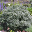 Hippophae rhamnoides 'Hikul': Bild 1/4