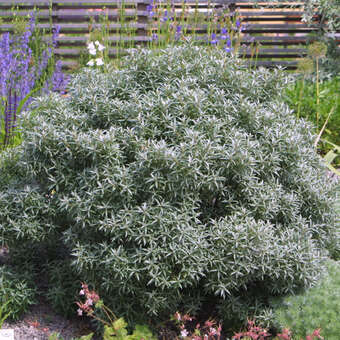 Hippophae rhamnoides 'Hikul'