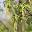 Ostrya carpinifolia: Bild 1/2