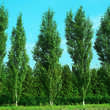 Betula pendula 'Fastigiata': Bild 1/1