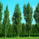 Betula pendula 'Fastigiata' - Säulenbirke