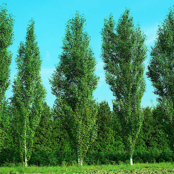 Betula pendula 'Fastigiata': Bild 1/1 Betula pendula 'Fastigiata': Bild 1/1