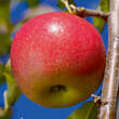 Malus domestica 'Jonagold': Bild 1/1