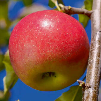 Malus domestica 'Jonagold'