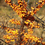 Hippophae rhamnoides 'Orange Energy' - Frucht-Sanddorn