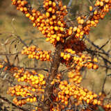 Hippophae rhamn. 'Orange Energy' - Frucht-Sanddorn