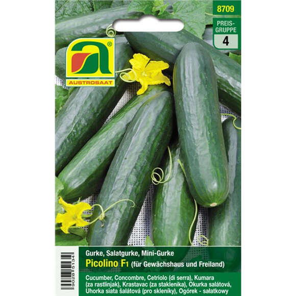 Gurke "Picolino F1": Bild 1/4 Gurke "Picolino F1": Bild 1/4