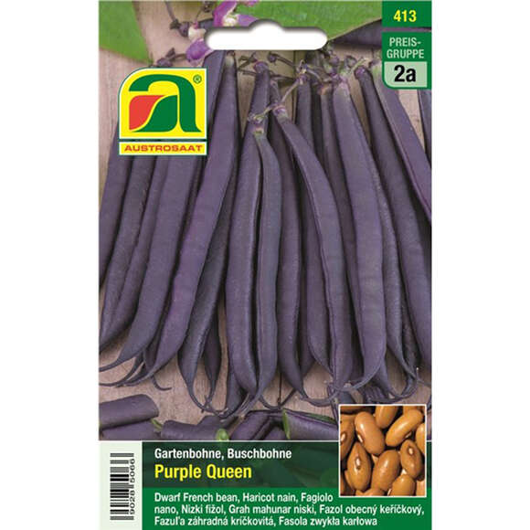 Buschbohne "Purple Queen": Bild 1/5 Buschbohne "Purple Queen": Bild 1/5