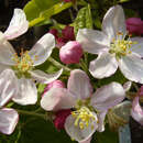 Malus 'Golden Hornet' - Zierapfel