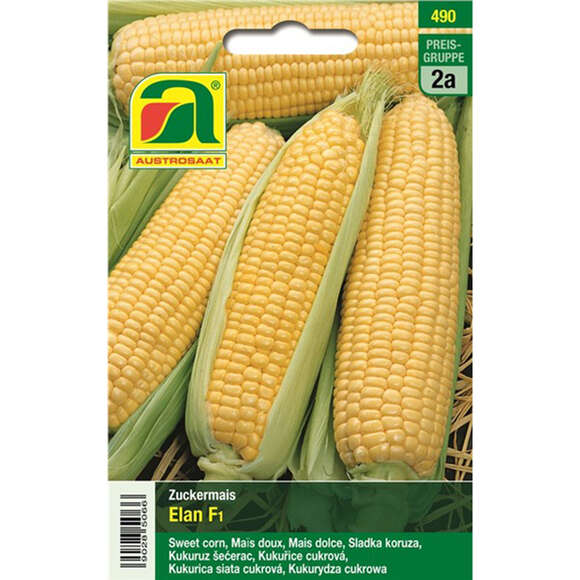 Zuckermais "Elan F1": Bild 1/4