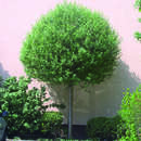 Prunus eminens 'Umbraculifera' - Kugelkirsche