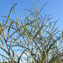 Frangula alnus 'Aspleniifolia' - Geschlitzter Faulbaum