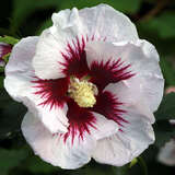 Hibiscus syriacus 'Helene' - Eibisch