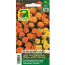 Tagetes, Studentenblume "Niedrige gefüllte Mischung" - Tagetes, Studentenblume "Niedrige gefüllte Mischung"
