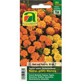 Tagetes, Studentenblume "Niedrige gefüllte Mischung" - Tagetes, Studentenblume "Niedrige gefüllte Mischung"