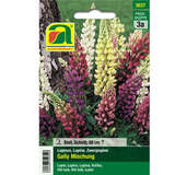Lupine "Gally Mischung" - Lupine "Gally Mischung"