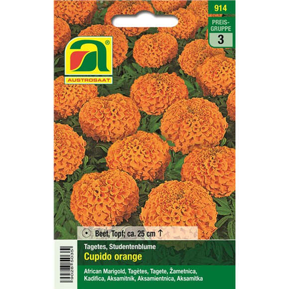 Tagetes, Studentenblume "Cupido orange": Bild 1/2 Tagetes, Studentenblume "Cupido orange": Bild 1/2
