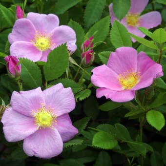 Rosa virginiana