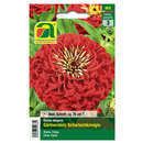 Zinnien "Gärtnerstolz Scharlachkönigin" - Zinnien "Gärtnerstolz Scharlachkönigin"