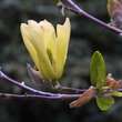 Magnolia 'Butterflies': Bild 2/7
