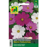 Cosmea "Mammut Prachtmischung" - Cosmea "Mammut Prachtmischung"