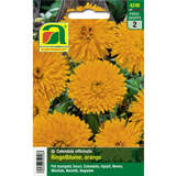 Ringelblume "Orange" - Ringelblume "Orange"