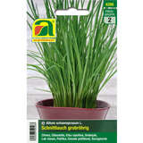 Schnittlauch "grobröhrig" - Schnittlauch "grobröhrig"