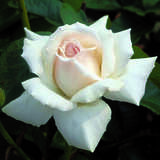 Rose 'Poker' - Moderne Edelrose