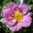 Rose 'Marguerite Hilling' (moyesii): Bild 5/5