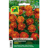 Tagetes, Studentenblume "Bolero" - Tagetes, Studentenblume "Bolero"