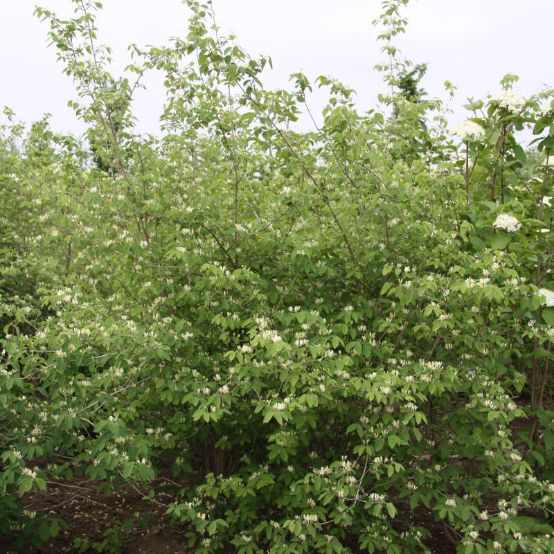 Heckenkirsche (Lonicera xylosteum) wei kaufen | Praskac