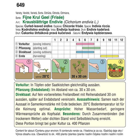 Endivie "Fijne Krul Geel (Frisée)": Bild 2/2 Endivie "Fijne Krul Geel (Frisée)": Bild 2/2