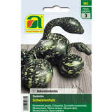 Zierkürbis "Schwanenhals" - Zierkürbis "Schwanenhals"