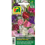 Duftwicke, Edelwicke "Floribunda Mischung" - Duftwicke, Edelwicke "Floribunda Mischung"