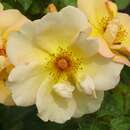 Historische Strauchrose - Rose 'Maigold'