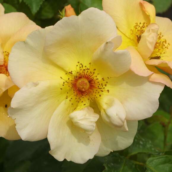 Rose 'Maigold' (pimpinellifolia): Bild 1/7 Rose 'Maigold' (pimpinellifolia): Bild 1/7