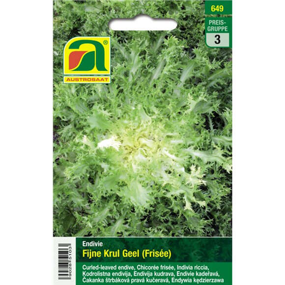 Endivie "Fijne Krul Geel (Frisée)": Bild 1/2 Endivie "Fijne Krul Geel (Frisée)": Bild 1/2