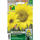 Sonnenblumen "Pacino F1" - Sonnenblumen "Pacino F1"