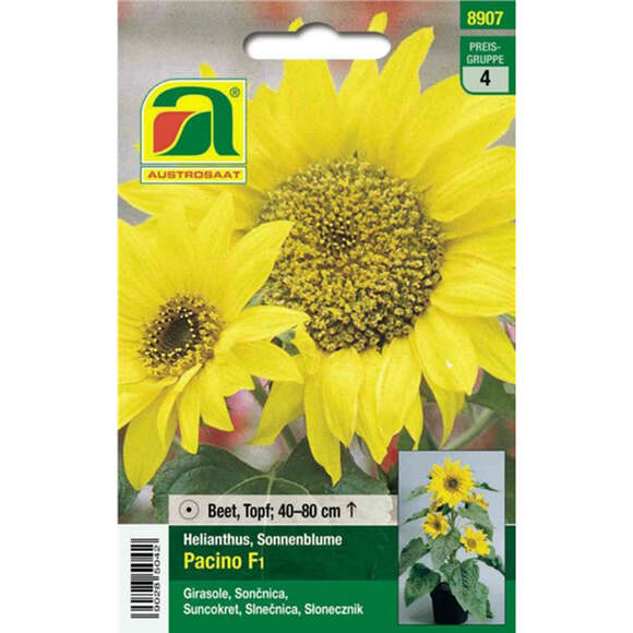 Sonnenblumen "Pacino F1": Bild 1/2 Sonnenblumen "Pacino F1": Bild 1/2