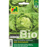 Kopfsalat BIO "Neusiedler Gelber Winter" - Kopfsalat BIO "Neusiedler Gelber Winter"