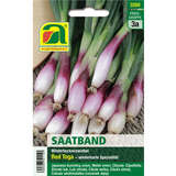 Zwiebel "Red Toga" - Saatband - Zwiebel "Red Toga" - Saatband