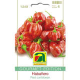 Habanero "Red caribbean" - Habanero "Red caribbean"