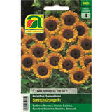 Sonnenblumen "Sunrich Orange F1" - Sonnenblumen "Sunrich Orange F1"