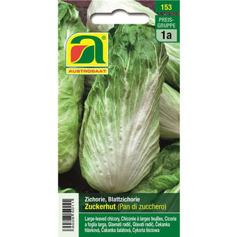 Zichorie "Zuckerhut (Pan di zucchero)"