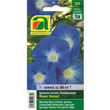 Trichterwinde "Blauer Himmel" - Trichterwinde "Blauer Himmel"